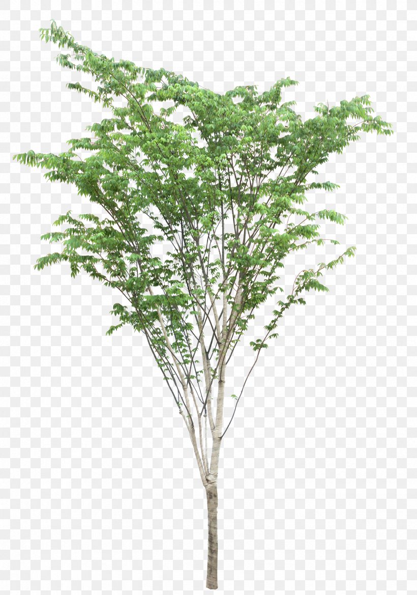 Landscape Tree Nature Clip Art, PNG, 2455x3500px, Landscape, Animation, Birch, Branch, Directory Download Free