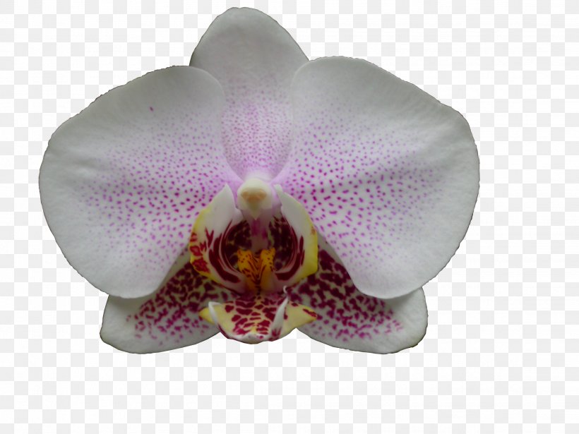 Phalaenopsis Equestris Cattleya Orchids Moth Orchids, PNG, 2272x1704px, Phalaenopsis Equestris, Cattleya, Cattleya Orchids, Flower, Flowering Plant Download Free