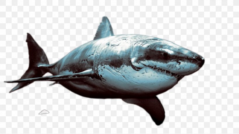 Great White Shark Lamniformes Download, PNG, 1366x768px, Lamniformes, Animal, Cartilaginous Fish, Chondrichthyes, Fauna Download Free