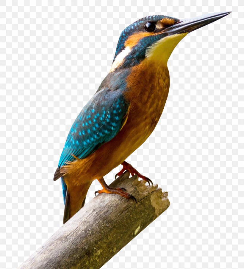 Bird Parrot Heron, PNG, 1350x1486px, Fishing Trips, Beak, Bird, Coraciiformes, Fauna Download Free