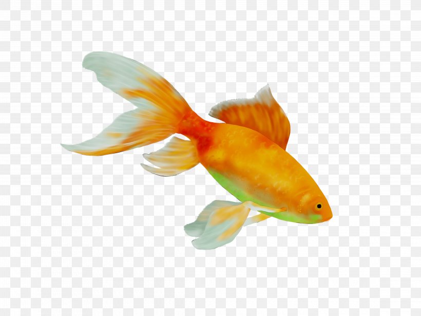 Goldfish Feeder Fish Orange S.A., PNG, 4560x3420px, Goldfish, Bonyfish, Cyprinidae, Feeder Fish, Fin Download Free