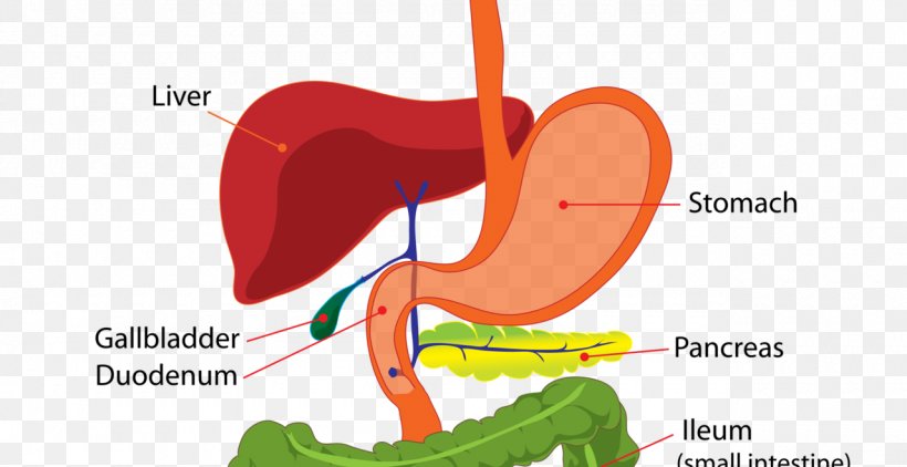 Digestive System In Anatomy