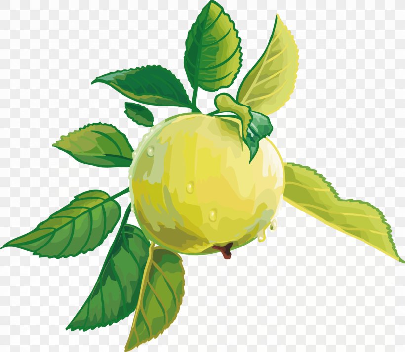 Juice Torte Fruit Apple, PNG, 1836x1600px, Juice, Apple, Branch, Cdr, Citrus Download Free