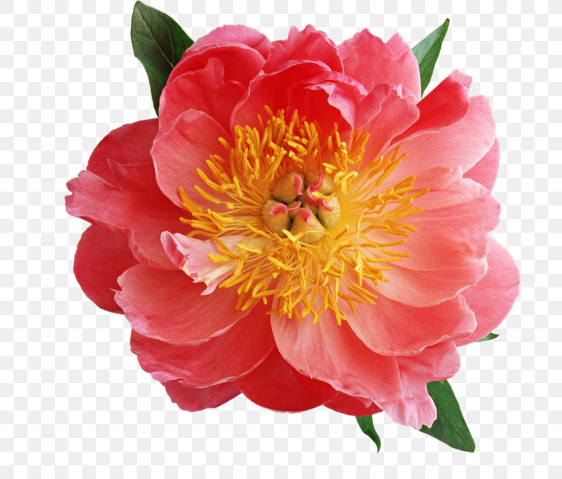 Peony Clip Art Flower Psd, PNG, 700x700px, Peony, Annual Plant, Camellia, Camellia Sasanqua, Cut Flowers Download Free