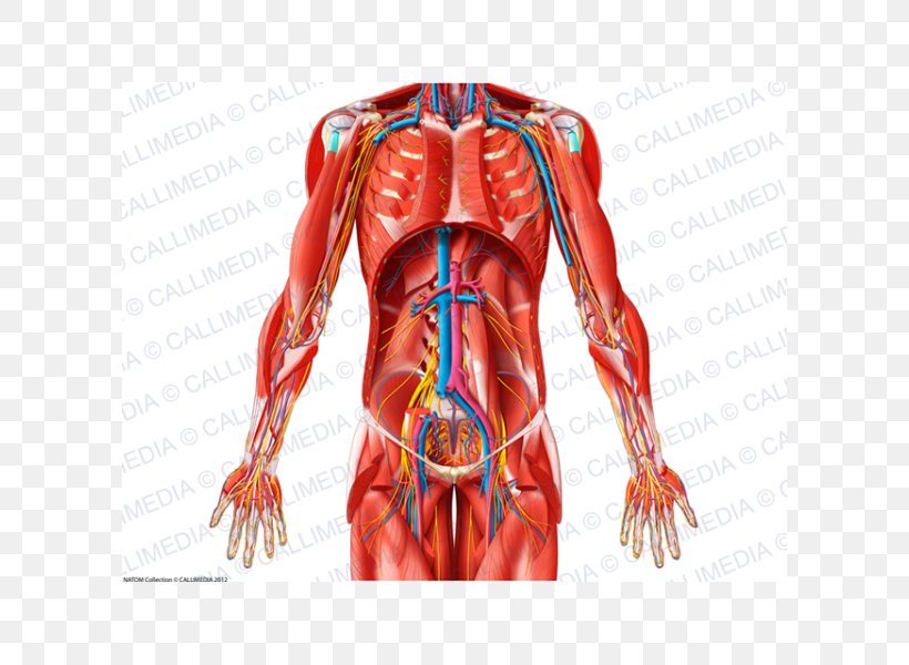 Shoulder Blood Vessel Muscle Nerve Abdomen, PNG, 600x600px, Watercolor, Cartoon, Flower, Frame, Heart Download Free