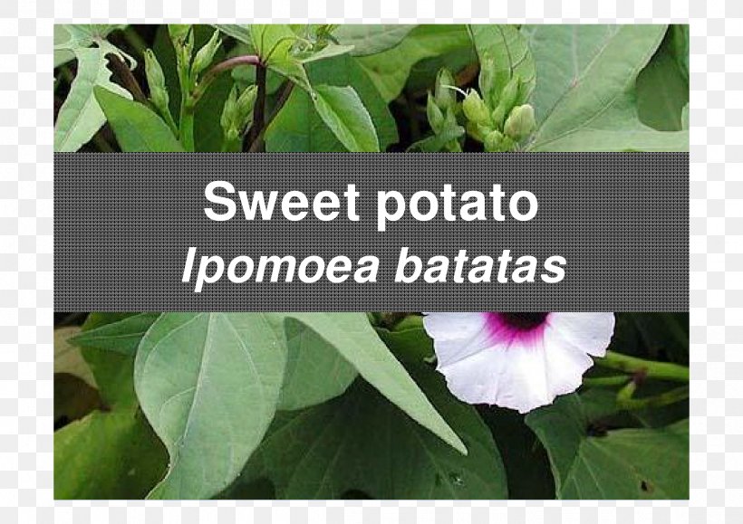 Sweet Potato Leaf Food Albugo Tuber, PNG, 2339x1653px, Sweet Potato, Calcium, Calcium Deficiency, Flora, Flower Download Free