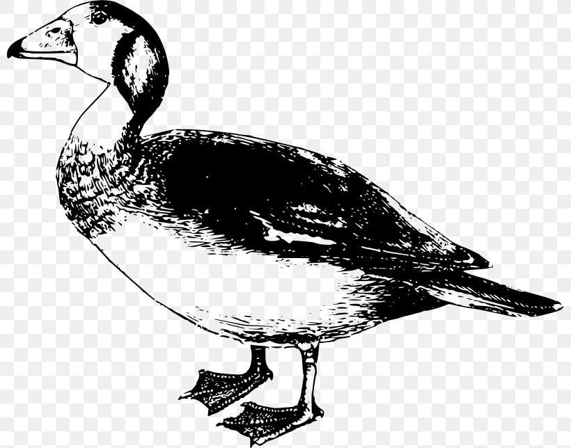 Africa Goose Bird Duck Clip Art, PNG, 800x644px, Africa, Anatidae, Animal, Beak, Bird Download Free