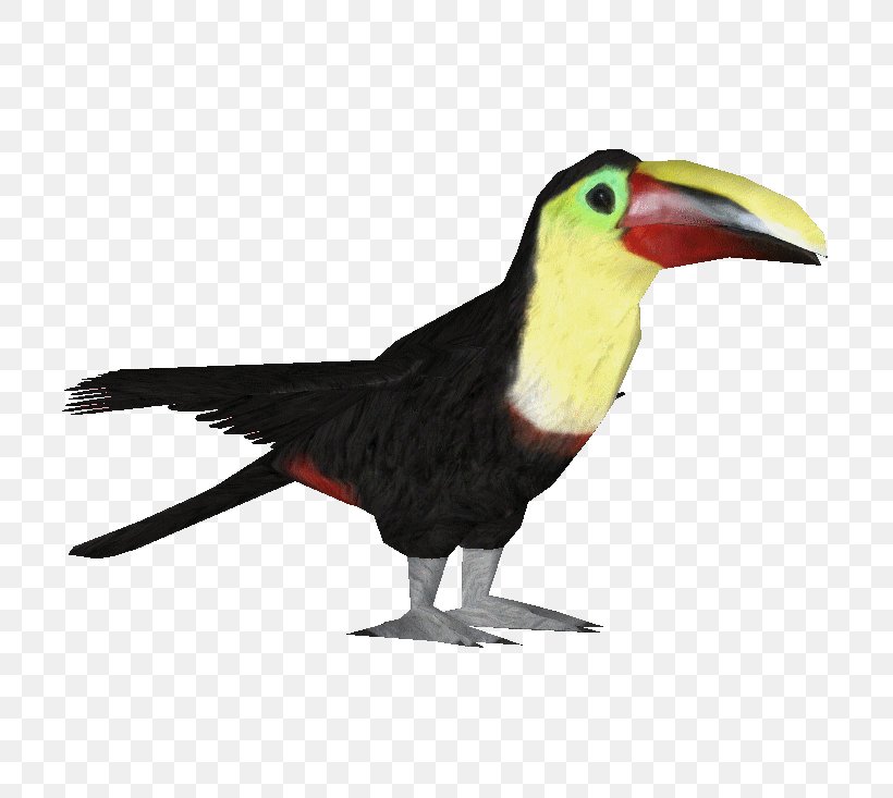 Bird Ramphastos Parrot Woodpecker Owl, PNG, 733x733px, Bird, Beak, Chestnutmandibled Toucan, Child, Coloring Book Download Free