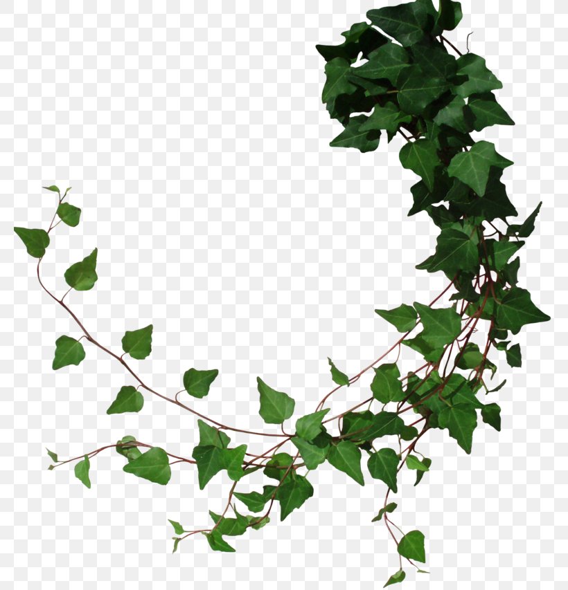 Common Ivy Vine Clip Art Borders And Frames, PNG, 779x853px, Common Ivy, Borders And Frames, Branch, Drawing, Fatshedera Lizei Download Free