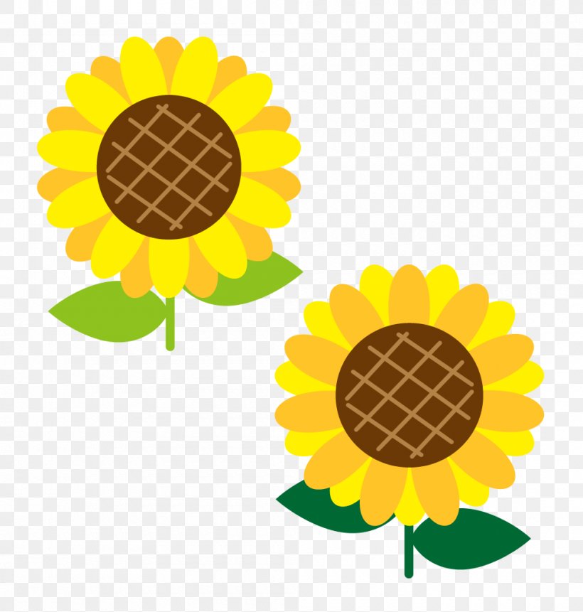 Common Sunflower Clip Art Illustration Image, PNG, 1000x1050px, Common Sunflower, Art, Blume, Cut Flowers, Daisy Family Download Free