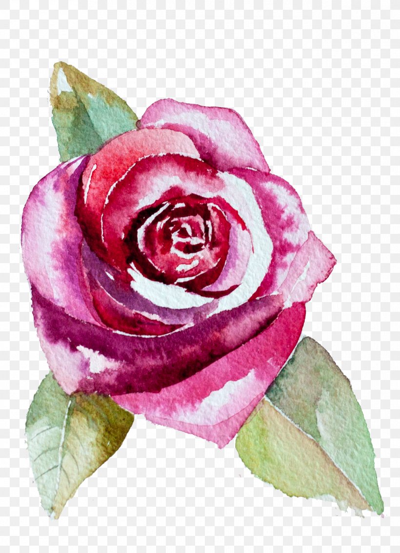 Garden Roses Centifolia Roses Flower Watercolor Painting, PNG, 1294x1792px, Watercolor, Cartoon, Flower, Frame, Heart Download Free