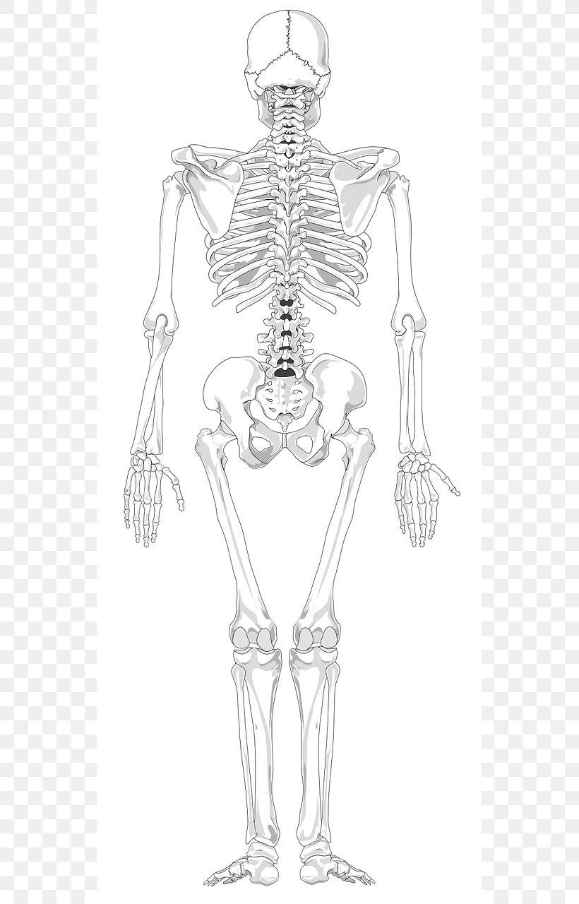 Human Skeleton Human Back Human Body Bone, PNG, 640x1280px, Watercolor, Cartoon, Flower, Frame, Heart Download Free