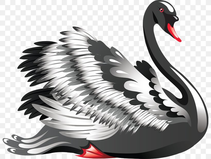 Mute Swan Bird Black Swan Black-necked Swan, PNG, 800x620px, Mute Swan, Beak, Bird, Black And White, Black Swan Download Free