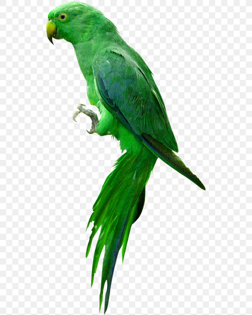 Parrot Bird Budgerigar, PNG, 518x1024px, Parrot, Beak, Bird, Budgerigar, Common Pet Parakeet Download Free