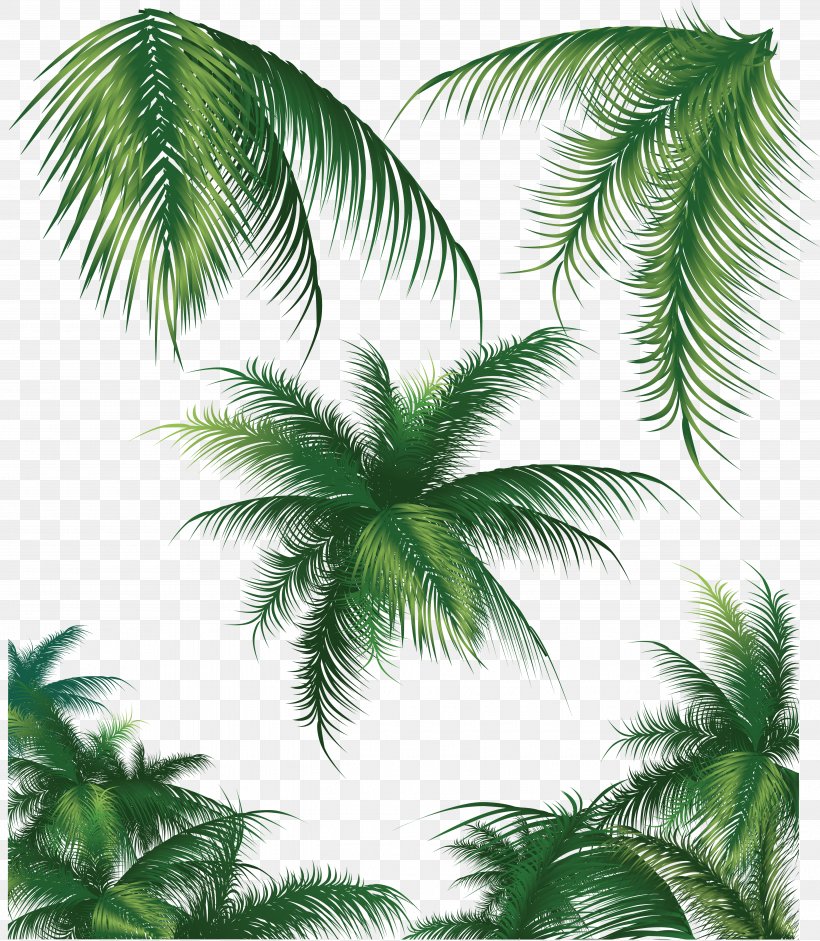 Coconut Arecaceae Tree, PNG, 5375x6171px, Coconut, Arecaceae, Arecales, Attalea Speciosa, Borassus Flabellifer Download Free