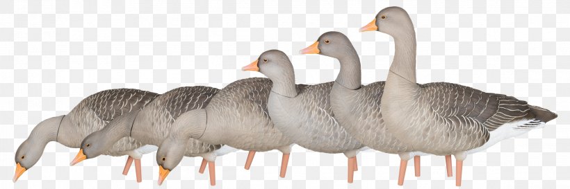 Greylag Goose Duck Mallard Decoy, PNG, 2318x773px, Greylag Goose, Animal Figure, Anser, Avian Influenza, Beak Download Free