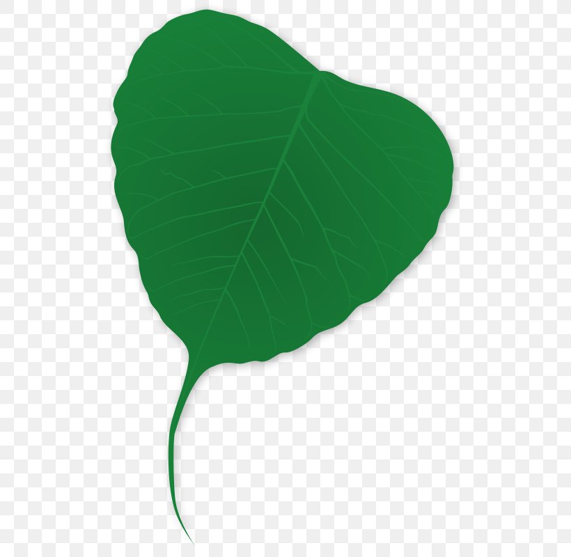 Leaf Plant Green Clip Art, PNG, 523x800px, Leaf, Aquatic Plants, Baiera, Ginkgo Biloba, Grass Download Free