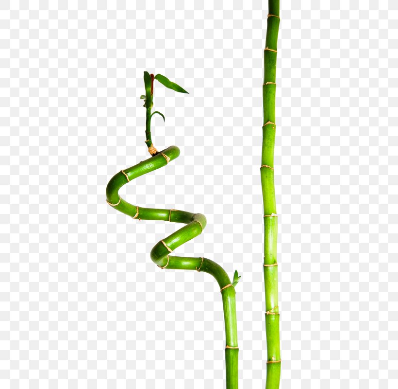 Lucky Bamboo Bambusa Plant Henon, PNG, 535x800px, Lucky Bamboo, Bamboo, Bambusa, Dracaena, Evergreen Download Free