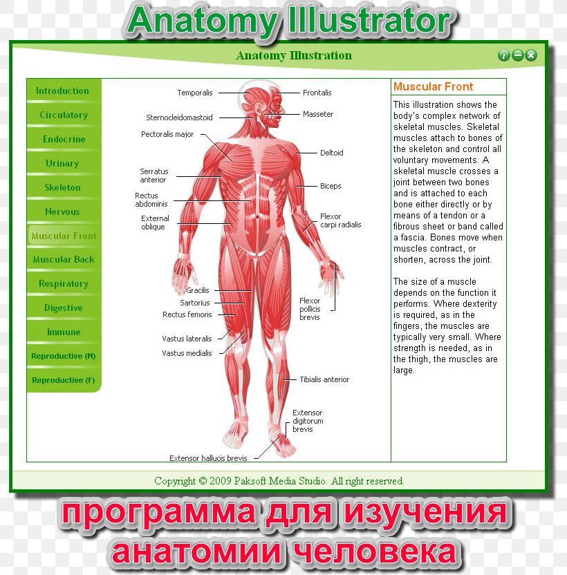 Muscle Homo Sapiens Human Body Muscular System Anatomy, PNG, 793x832px, Watercolor, Cartoon, Flower, Frame, Heart Download Free