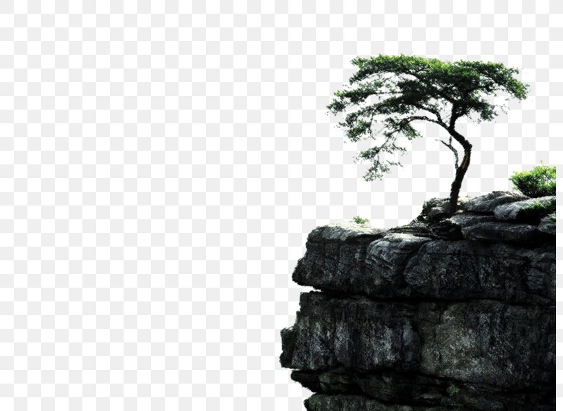 Tree Desktop Wallpaper Pine Wallpaper, PNG, 800x600px, Tree, Aspen, Bonsai, Forest, Halsey Download Free