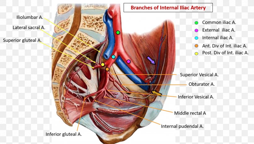 Common Iliac Artery Internal Iliac Artery Pelvis External Iliac Artery Blood Vessel, PNG, 1853x1053px, Watercolor, Cartoon, Flower, Frame, Heart Download Free