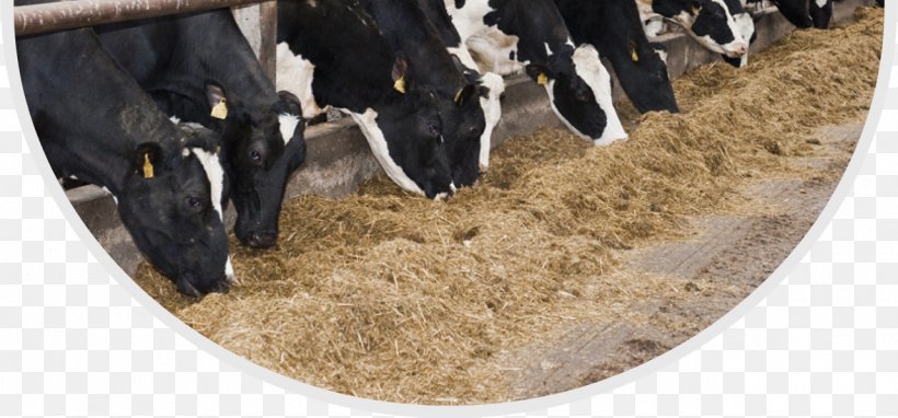 Dairy Cattle Holstein Friesian Cattle Sheep Cattle Feeding Dairy Farming, PNG, 1282x598px, Dairy Cattle, Agriculture, Animal Feed, Calf, Cattle Download Free