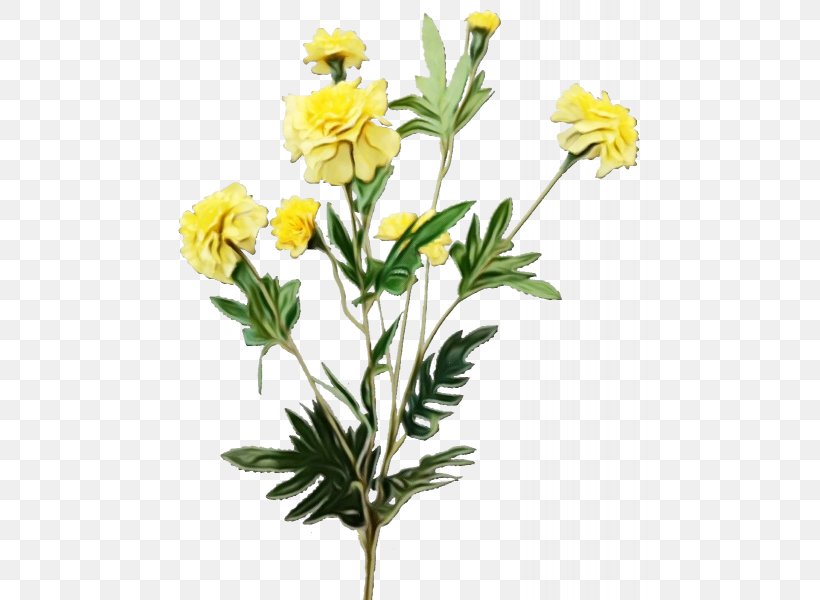 Flower Flowering Plant Plant Yellow Globe Flower, PNG, 800x600px, Watercolor, Cinquefoil, Cut Flowers, Flower, Flowering Plant Download Free