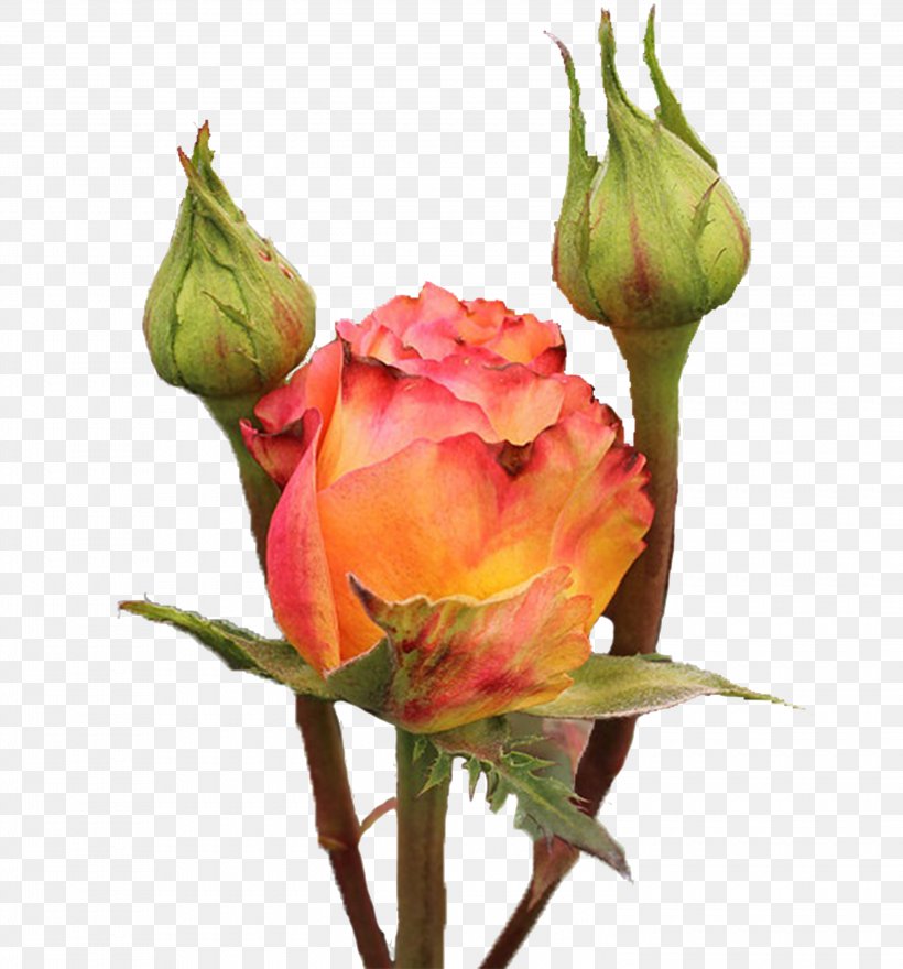 Garden Roses Cabbage Rose Floribunda Cut Flowers Floristry, PNG, 3000x3223px, Garden Roses, Bud, Cabbage Rose, Cut Flowers, David Ch Austin Download Free