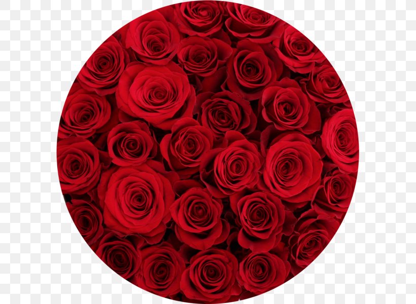 Garden Roses Floral Design Cut Flowers, PNG, 597x600px, Garden Roses, Cut Flowers, Floral Design, Floristry, Flower Download Free