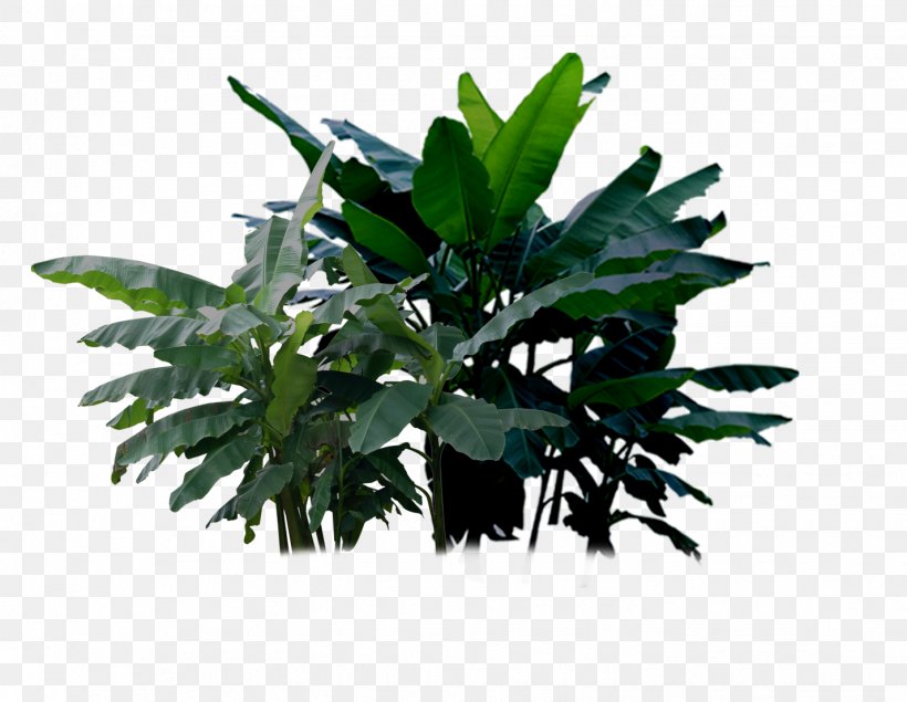 Musa Basjoo Banana Musa Ornata Plant, PNG, 1428x1106px, Musa Basjoo, Banana, Branch, Evergreen, Flowerpot Download Free