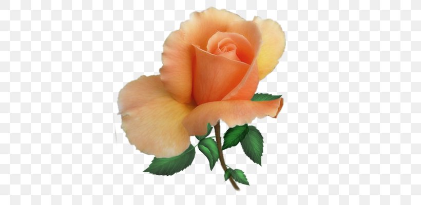 Garden Roses Centifolia Roses Floribunda, PNG, 400x400px, Garden Roses, Bud, Centifolia Roses, Color, Cut Flowers Download Free