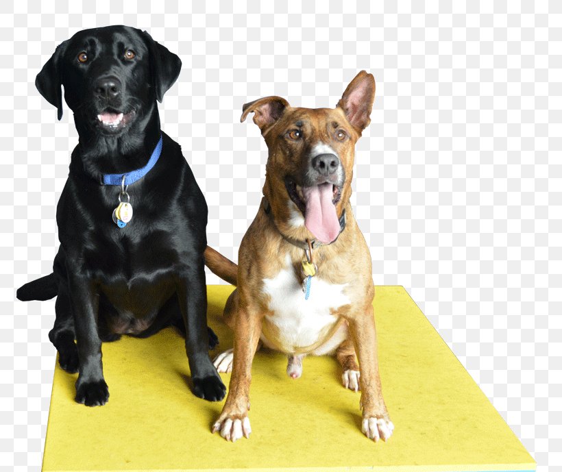 Labrador Retriever Pet Sitting Dog Breed Cat, PNG, 800x689px, Labrador Retriever, Affectionate Pet Care, Animal, Breed, Cat Download Free