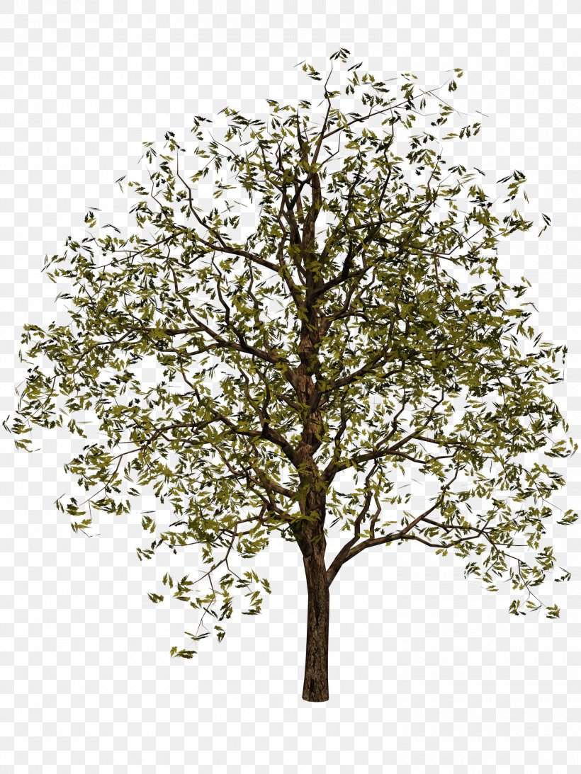 Tree Digital Image Clip Art, PNG, 1500x2000px, Tree, Branch, Computer Animation, Digital Image, Information Download Free