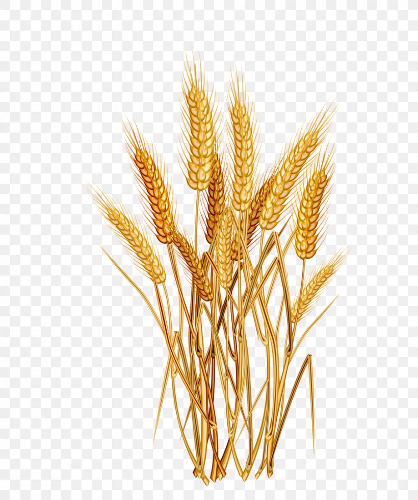 Common Wheat Cereal Ear Clip Art, PNG, 903x1080px, Common Wheat, Agriculture, Avena, Cereal, Cereal Germ Download Free
