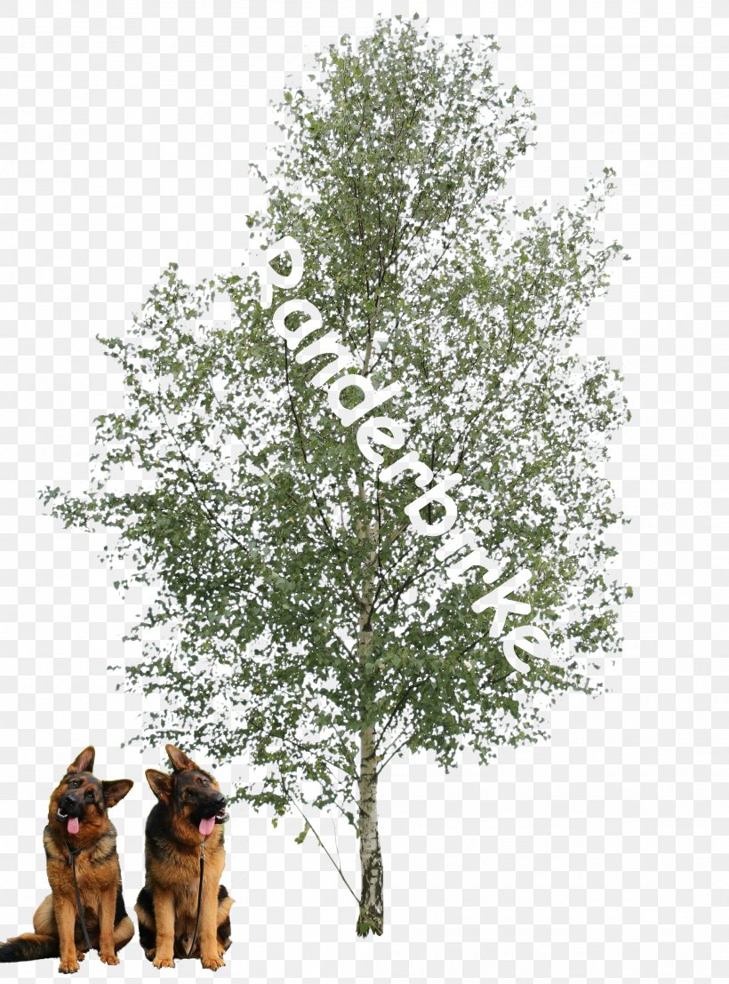Paper Birch Populus Alba Tree Oak Plant, PNG, 2013x2719px, Paper Birch, Bark, Birch, Branch, Cottonwood Download Free