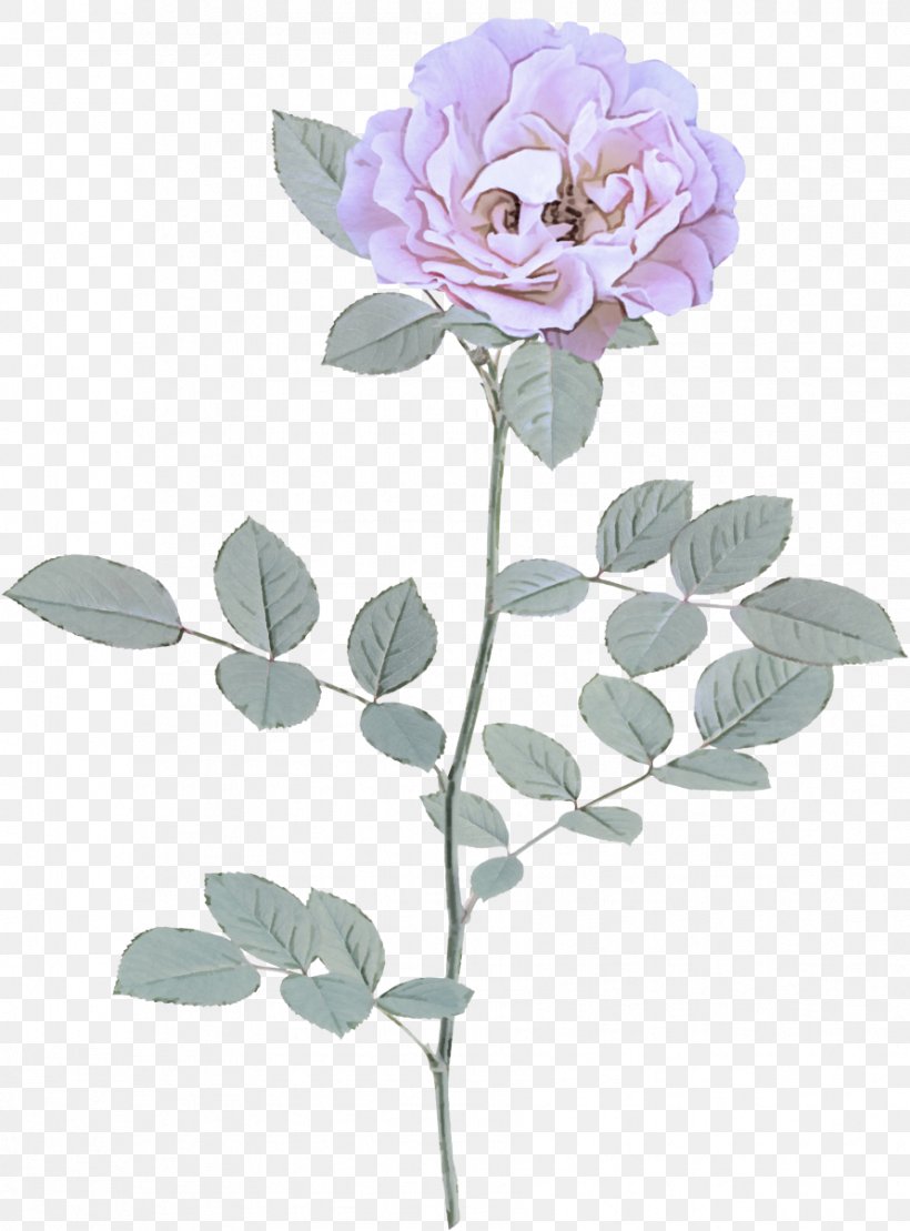 Rose, PNG, 891x1206px, Flower, Floribunda, Flowering Plant, Pedicel, Petal Download Free