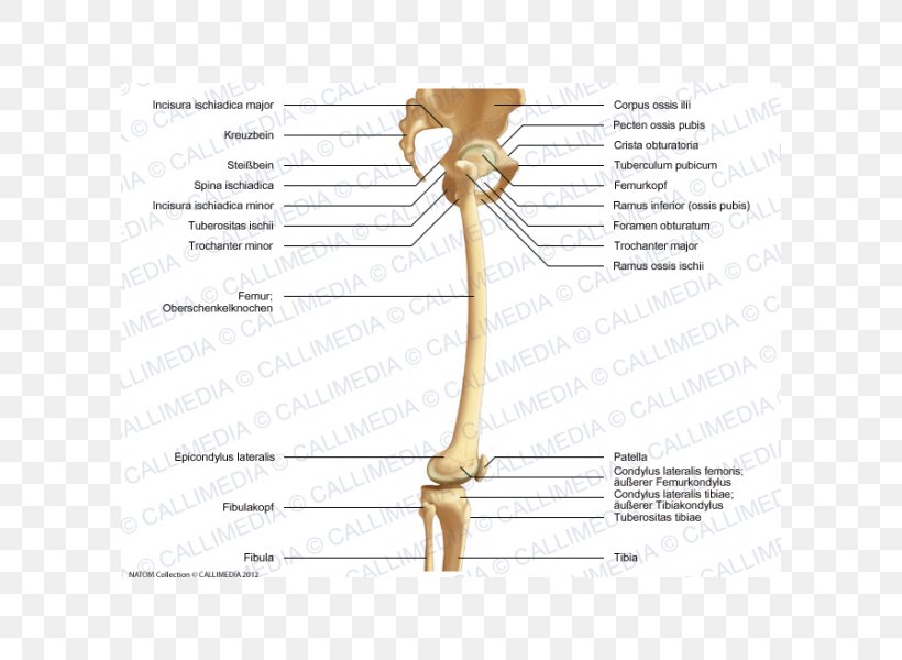 Bone Shoulder Knee Femur Hip, PNG, 600x600px, Watercolor, Cartoon, Flower, Frame, Heart Download Free