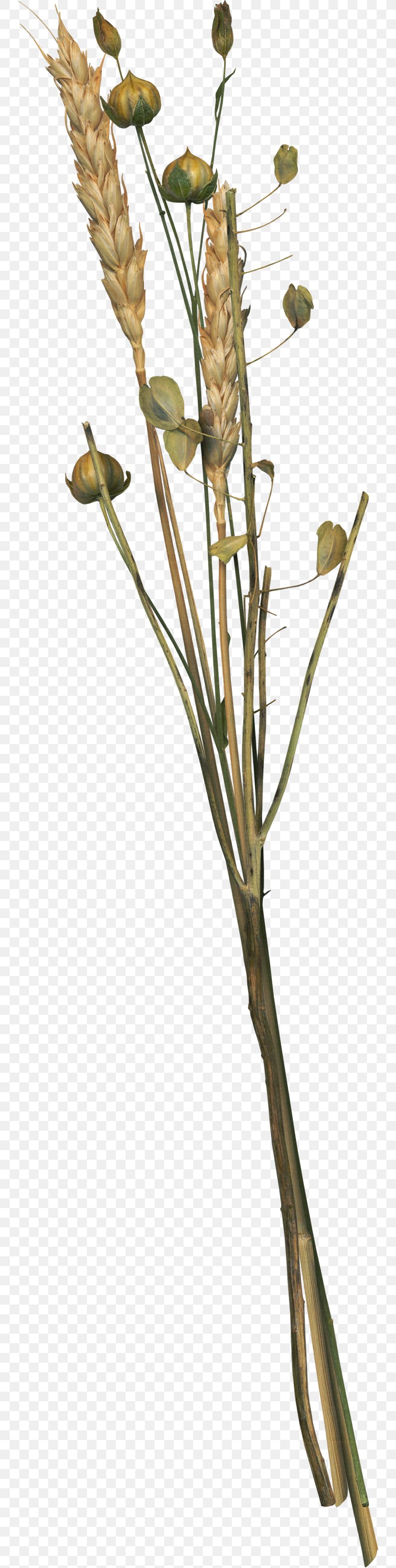 Flower Wheat, PNG, 748x3245px, Flower, Branch, Commodity, Flora, Flowering Plant Download Free