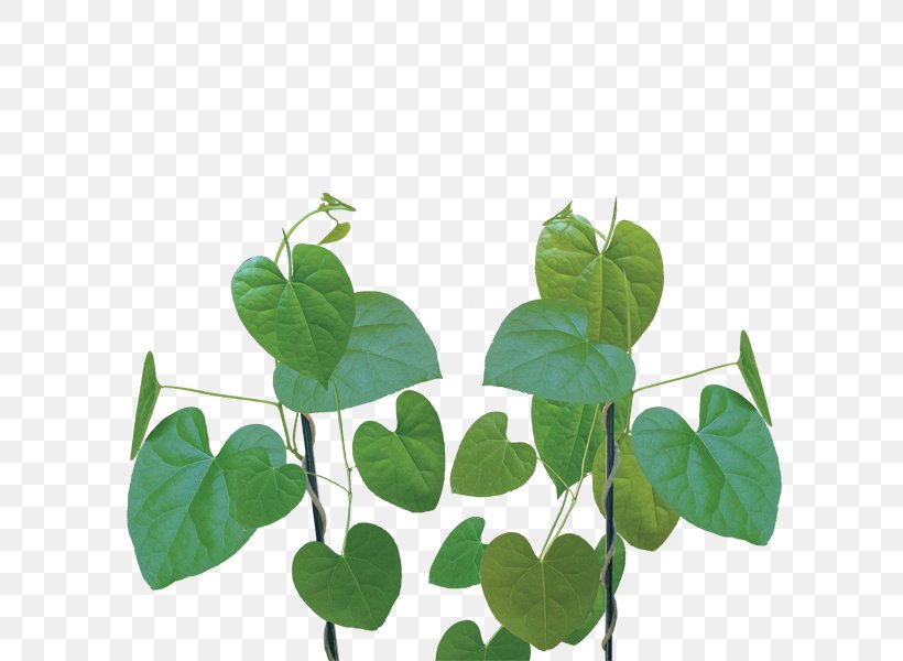 Heart-leaved Moonseed Dietary Supplement Health Plant Herb, PNG, 600x600px, Heartleaved Moonseed, Adaptogen, Dietary Supplement, Disease, Eating Download Free