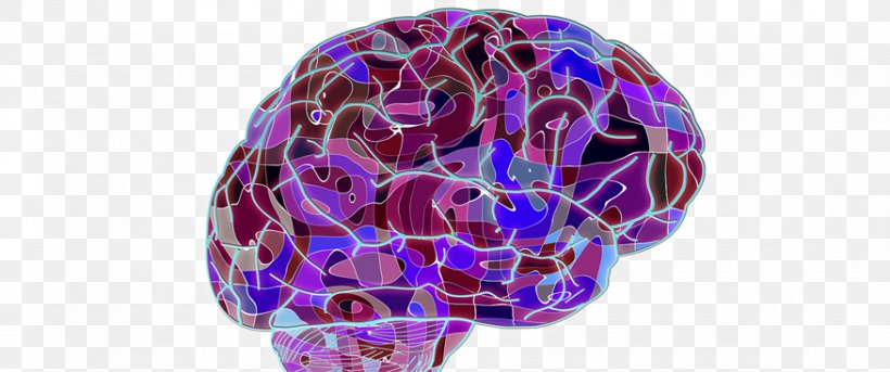 Human Brain Development Of The Nervous System Cognitive Training Research, PNG, 876x367px, Watercolor, Cartoon, Flower, Frame, Heart Download Free