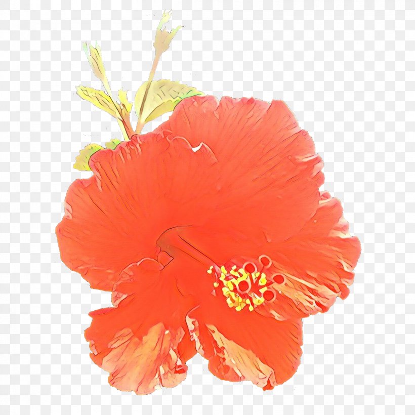 Orange, PNG, 1566x1566px, Cartoon, Chinese Hibiscus, Flower, Flowering Plant, Hawaiian Hibiscus Download Free