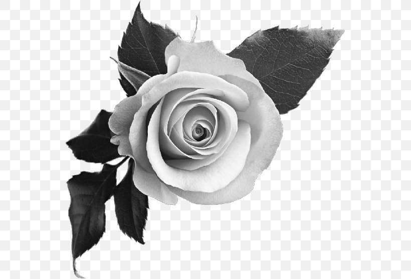 Rose Desktop Wallpaper Clip Art, PNG, 559x557px, Rose, Black, Black And White, Cut Flowers, Display Resolution Download Free