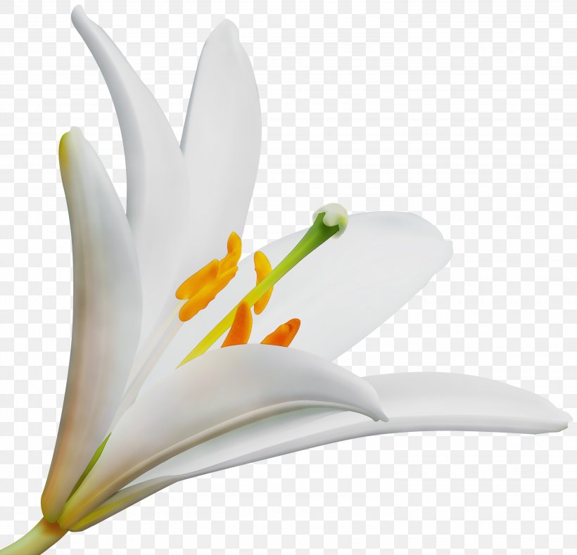 White Lily Flower, PNG, 3000x2890px, Watercolor, Amaryllis Belladonna, Calla Lily, Closeup, Crocus Download Free