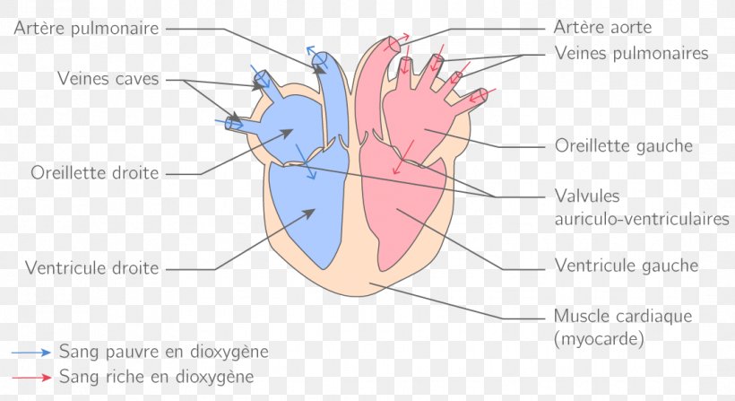 Circulatory System Heart Blood Vessel Physiology, PNG, 1082x591px, Watercolor, Cartoon, Flower, Frame, Heart Download Free