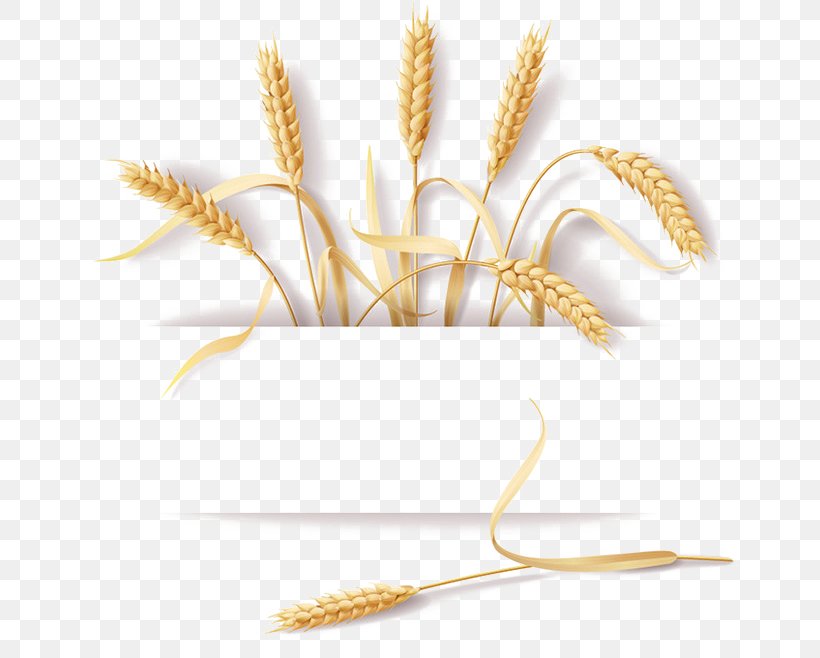 Common Wheat Cereal Ear Rye, PNG, 658x658px, Common Wheat, Bread, Cereal, Cereal Germ, Commodity Download Free