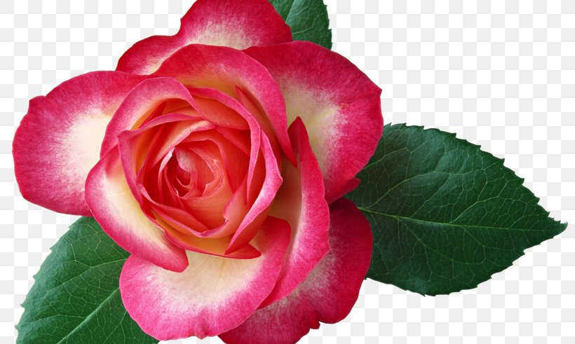 Garden Roses Clip Art, PNG, 800x491px, Rose, Annual Plant, Begonia, China Rose, Close Up Download Free