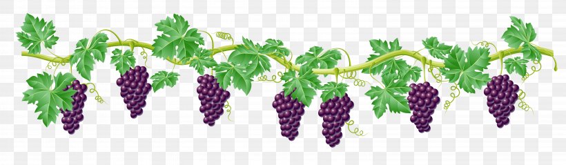 Kyoho Grape Vine Clip Art, PNG, 6292x1838px, Kyoho, Berry, Common Grape Vine, Grape, Grape Leaves Download Free
