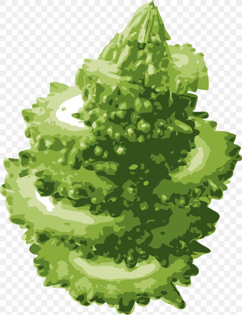 Lettuce Bitter Melon Vegetable Hami Melon, PNG, 1268x1655px, Lettuce, Bitter Melon, Cucurbitaceae, Food, Fruit Download Free