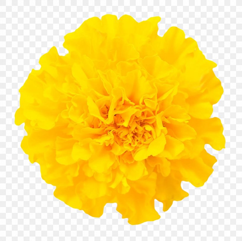 Mexican Marigold Chrysanthemum Flower Euclidean Vector, PNG, 1000x994px, Mexican Marigold, Calendula, Calendula Officinalis, Chrysanthemum, Chrysanths Download Free