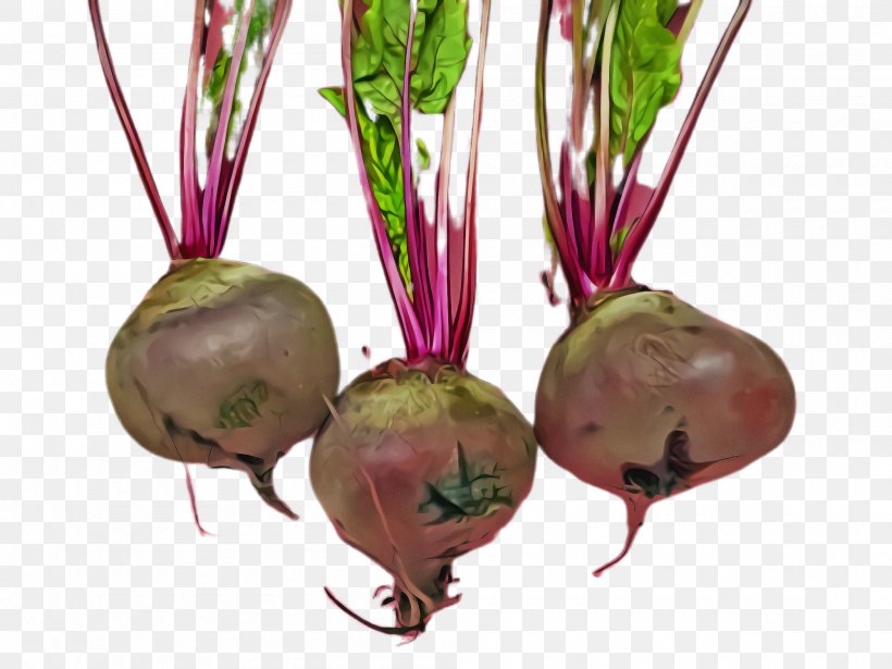Radish Beetroot Beet Vegetable Beet Greens, PNG, 2000x1500px, Radish, Beet, Beet Greens, Beetroot, Flower Download Free